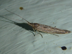 Coleophoridae