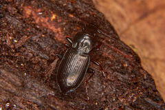Pterostichus oblongopunctatus