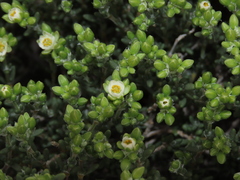 Spergularia arbuscula