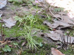 Drosera indica