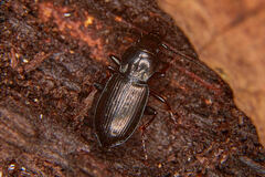 Pterostichus oblongopunctatus