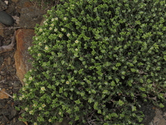 Spergularia arbuscula