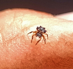 Austracantha minax