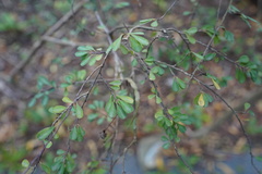 Erythroxylum hypericifolium