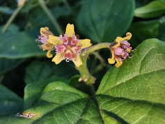 Cynanchum jaliscanum