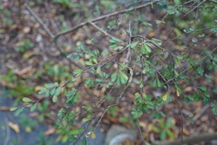 Erythroxylum hypericifolium