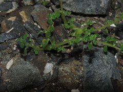 Parietaria debilis