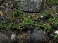 Parietaria debilis