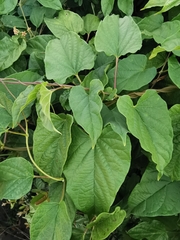 Cynanchum jaliscanum