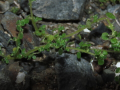 Parietaria debilis