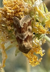 Schinia lynx