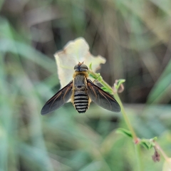 Poecilanthrax lucifer