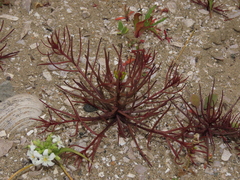 Quinchamalium chilense