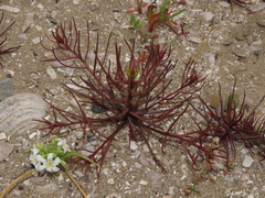 Quinchamalium chilense