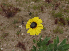 Encelia canescens