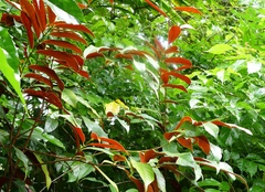 Excoecaria cochinchinensis