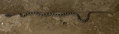 Pantherophis emoryi