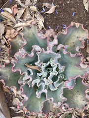 Gibbiflorae