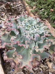 Gibbiflorae