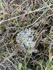Cladonia rangiformis