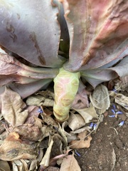 Gibbiflorae