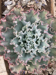 Gibbiflorae