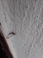 Callibaetis pictus