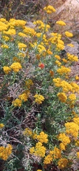 Helichrysum rutilans