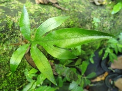 Leptochilus ellipticus