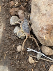 Parabuthus planicauda