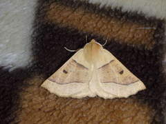 Crocallis elingomorpha