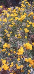 Helichrysum rutilans