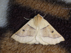 Crocallis elingomorpha