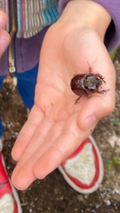 Phyllognathus excavatus