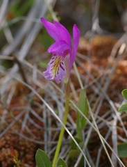 Arethusa bulbosa