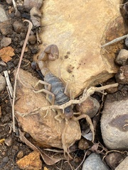 Parabuthus planicauda