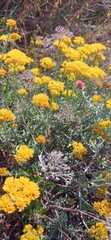 Helichrysum rutilans