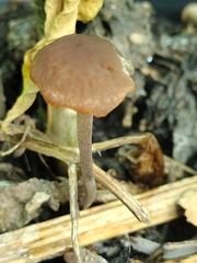 Pholiotina rugosa