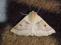 Crocallis elingomorpha