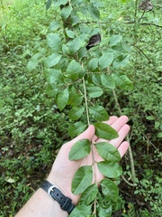 Forestiera ligustrina