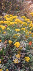 Helichrysum rutilans