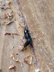 Staphylinini
