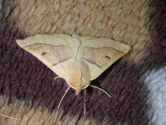 Crocallis elingomorpha