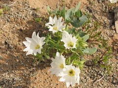 Nolana baccata