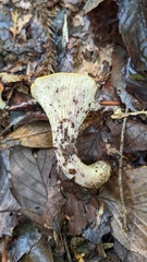 Turbinellus floccosus