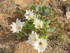 Nolana baccata