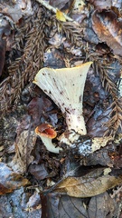 Turbinellus floccosus