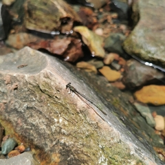 Platycnemis phyllopoda