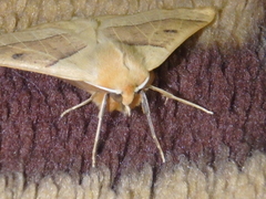 Crocallis elingomorpha