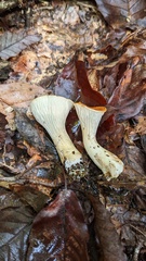 Turbinellus floccosus